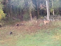 Watching the parade of critters pass through from the deck