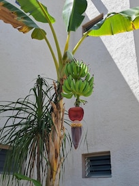 Lots of flora.  It's like you're in a jungle...