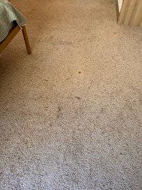 Stained carpet