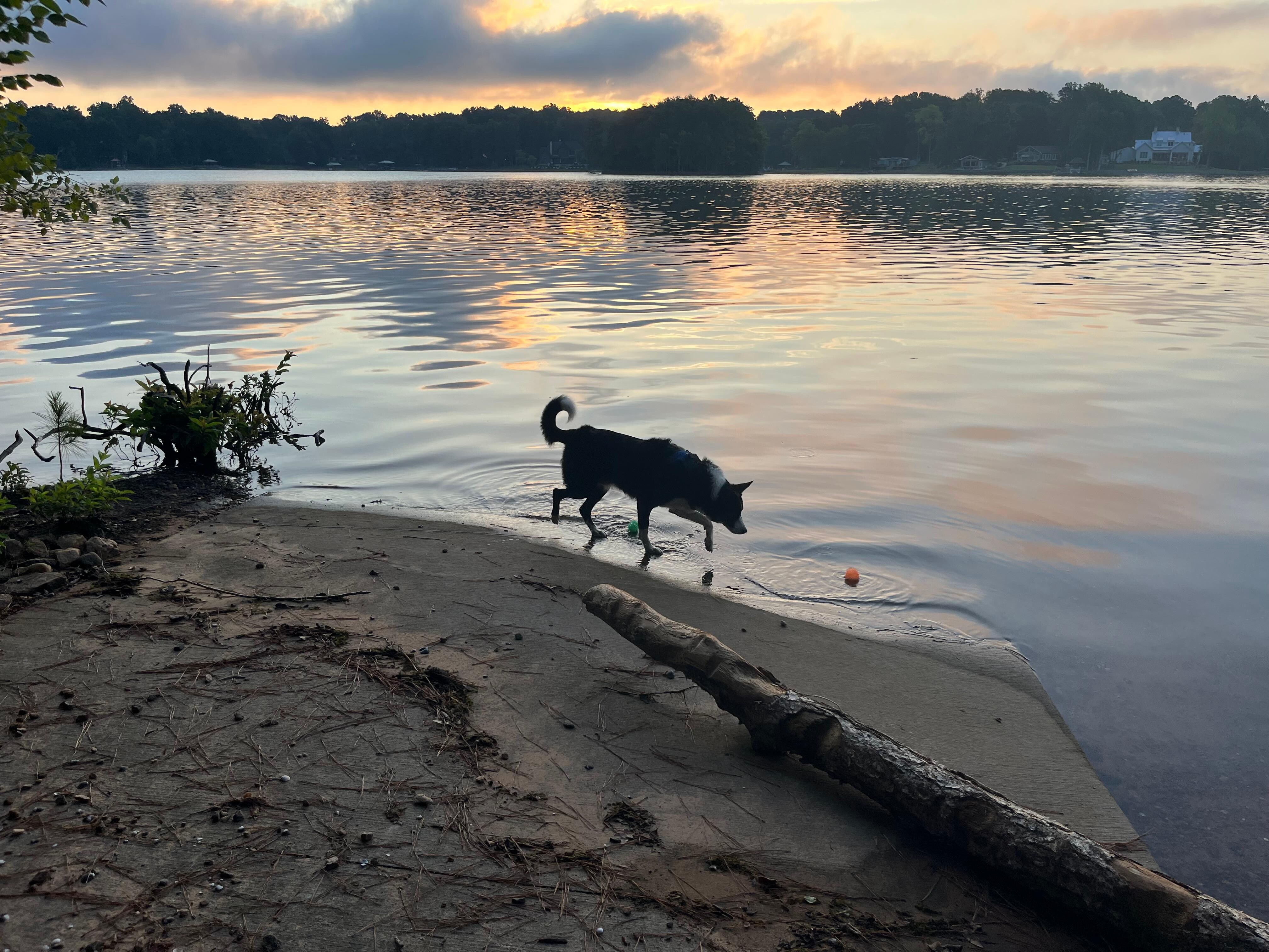 Archie loves to catch some waves.  