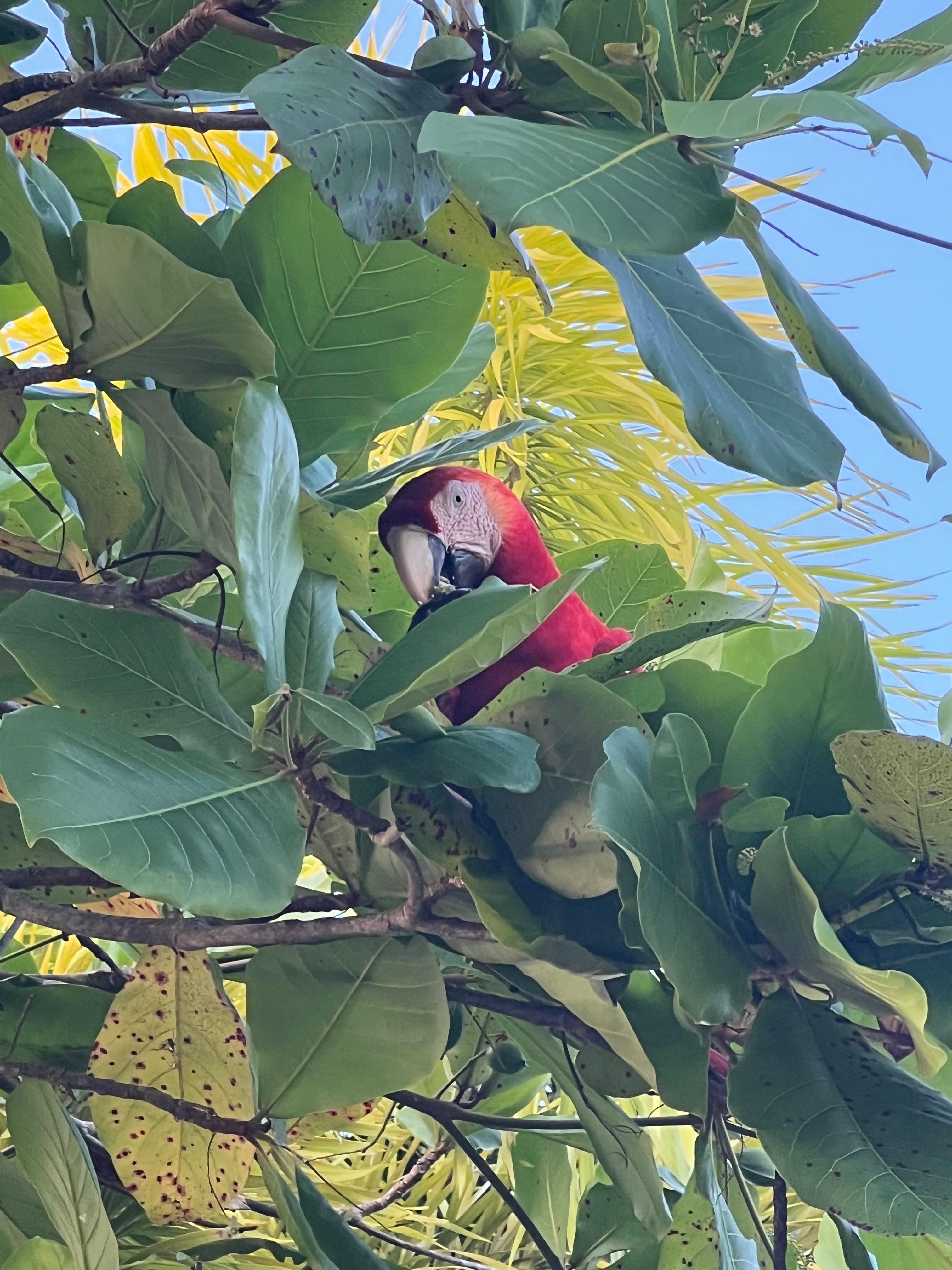 Macaws and toucans daily. 