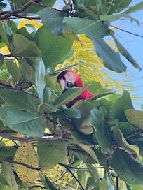 Macaws and toucans daily.