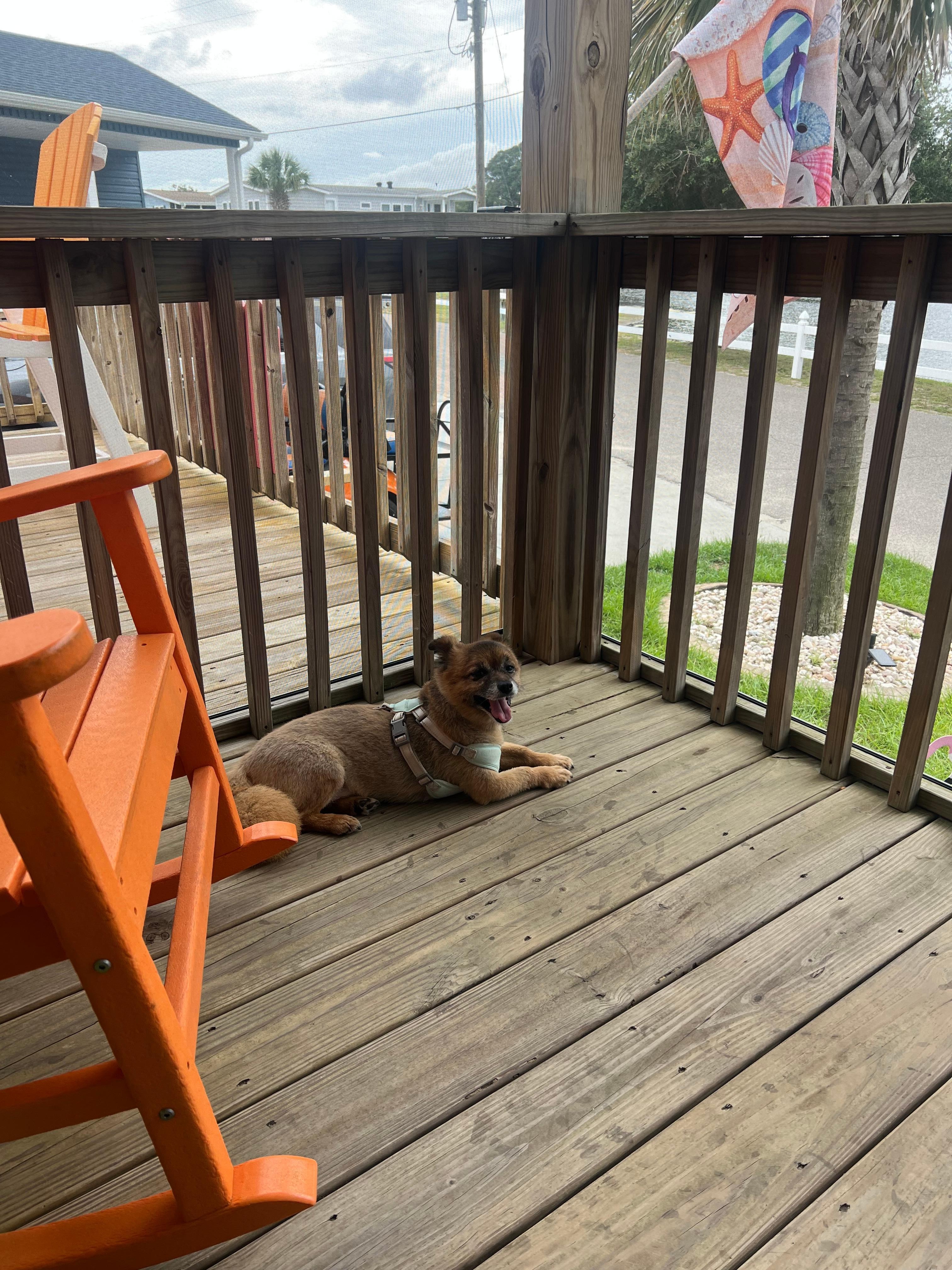 One of my dogs enjoying his time on the porch 