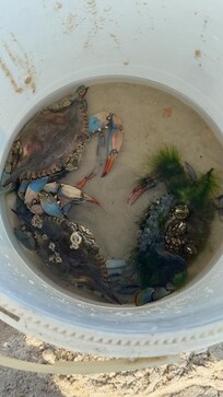 Crabs were out and fun to catch!