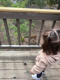 Spotting deer from the house