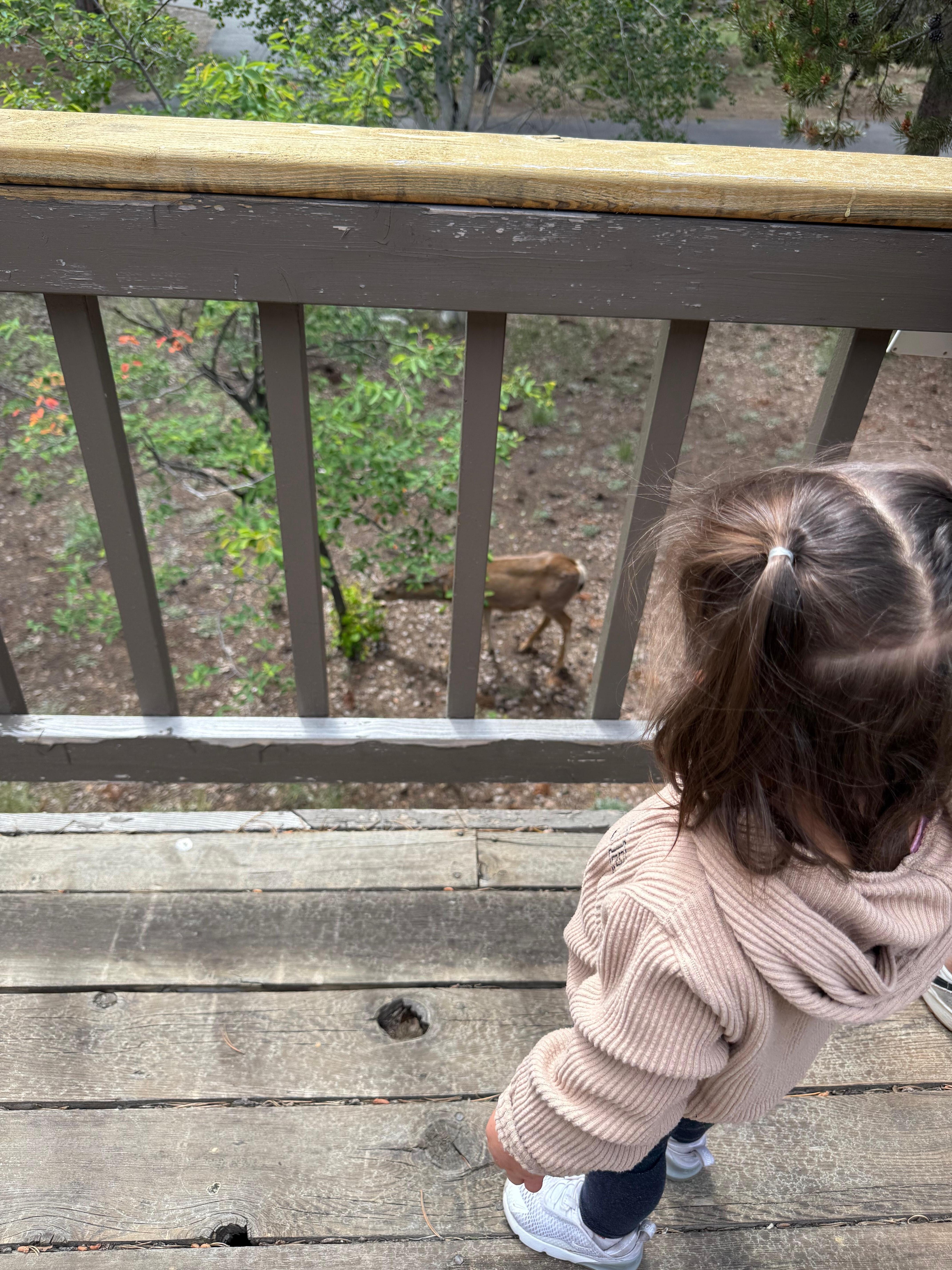 Spotting deer from the house 