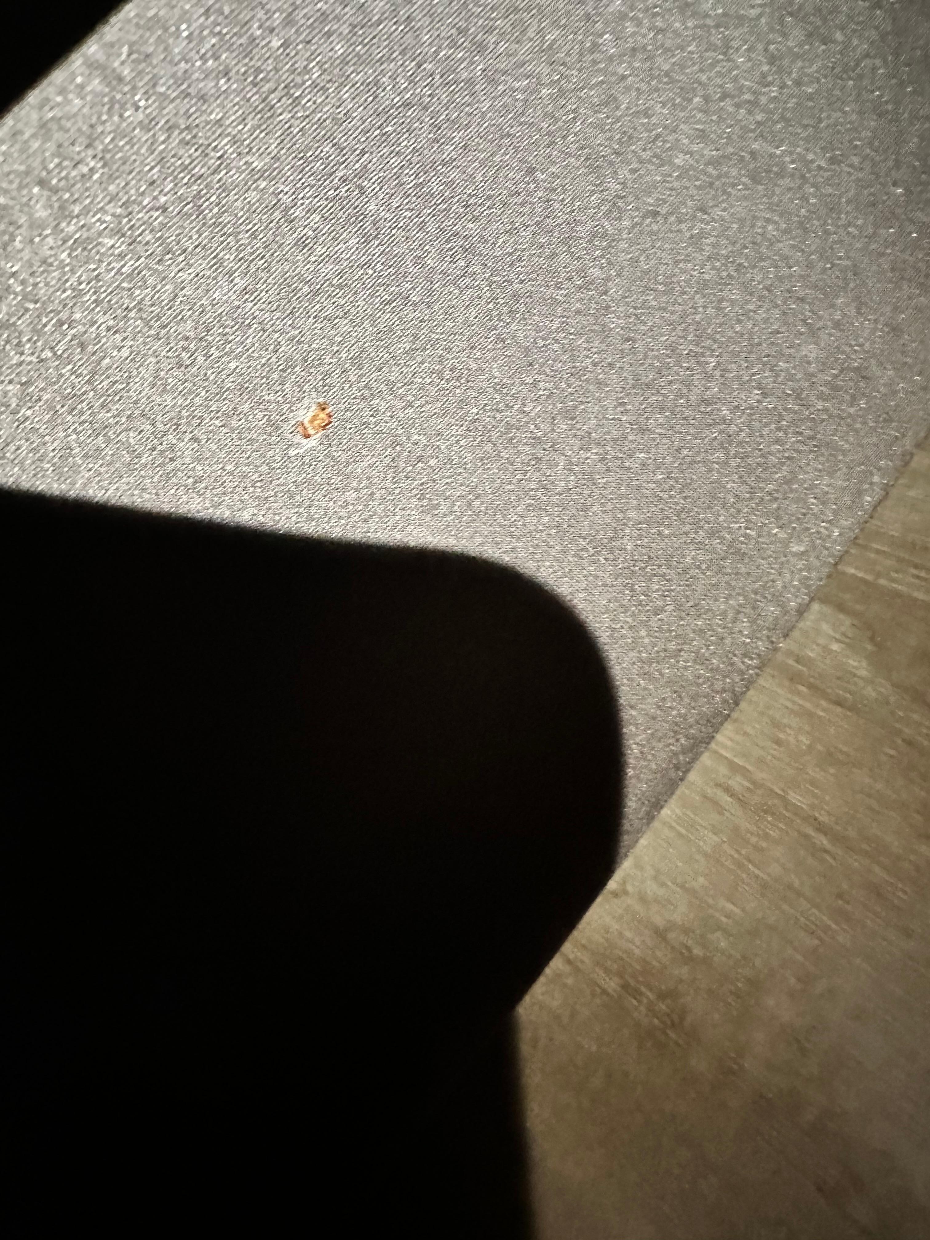 Dead bedbug on side of bed