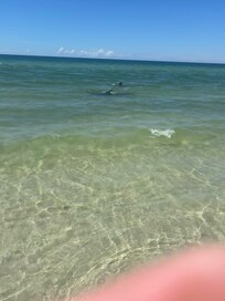 Dolphins and Manatee super close to shore