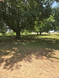 Backyard with multiple shade trees