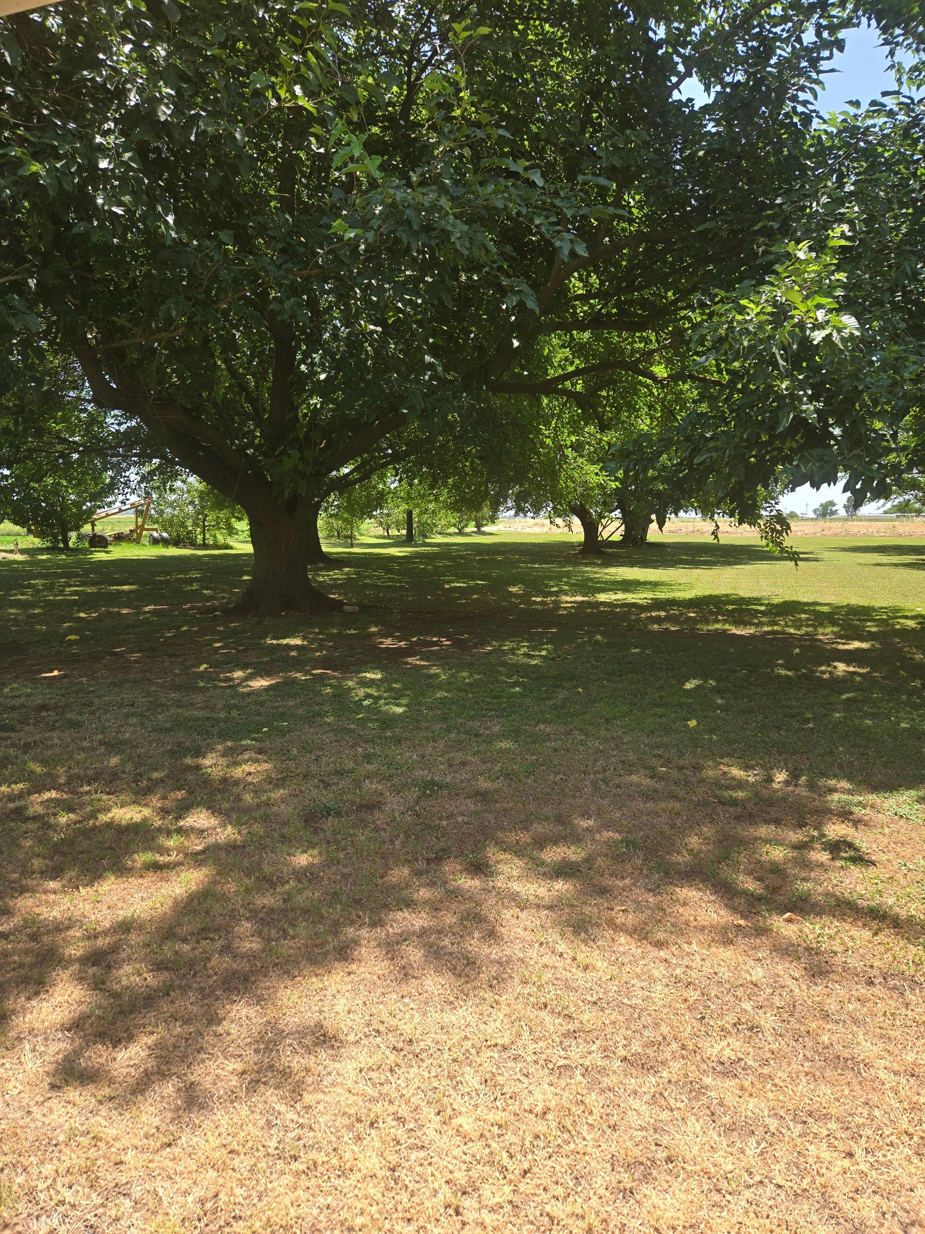 Backyard with multiple shade trees