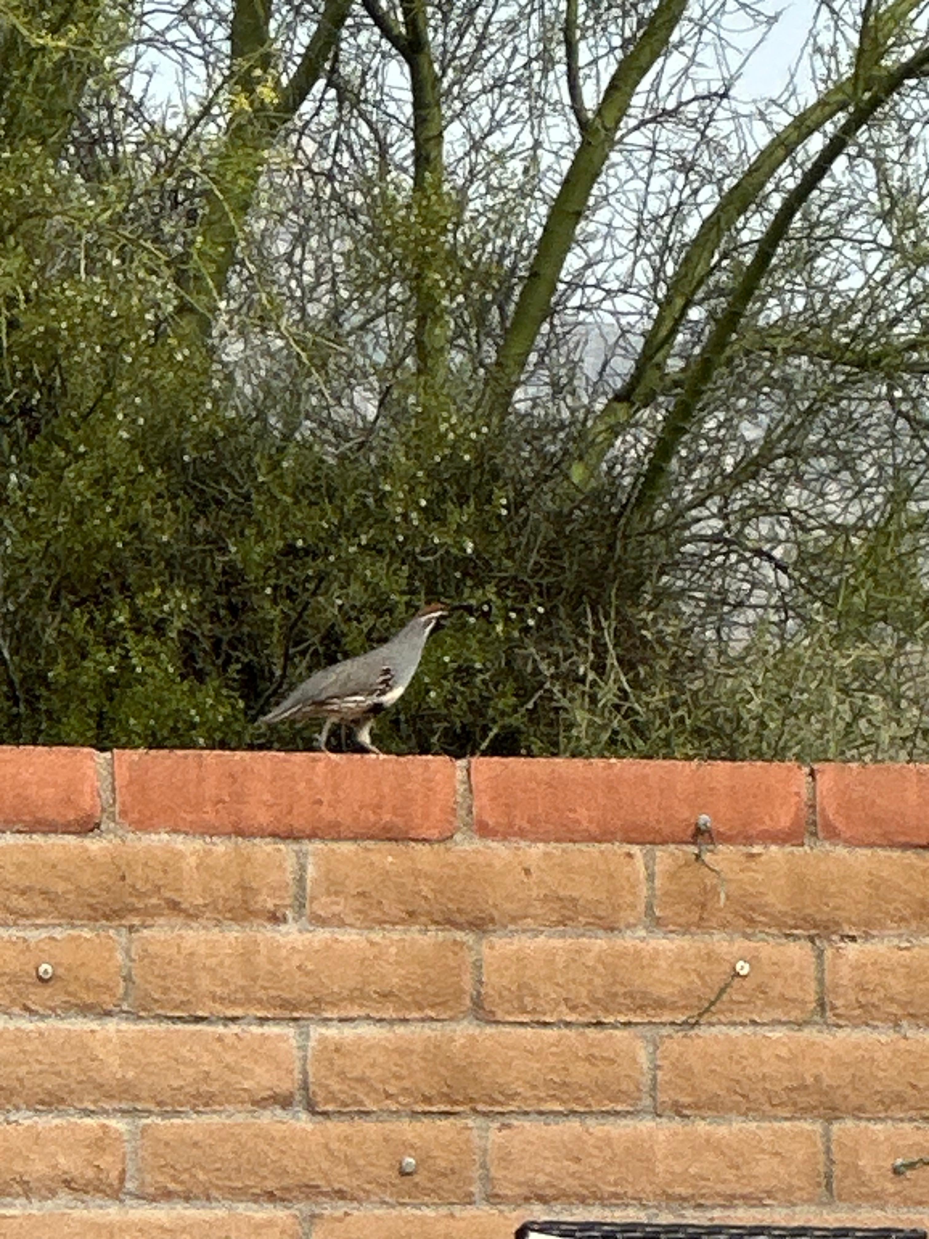 Birdlife was plentiful. The quail walked the back wall. 