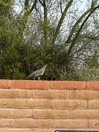 Birdlife was plentiful. The quail walked the back wall.