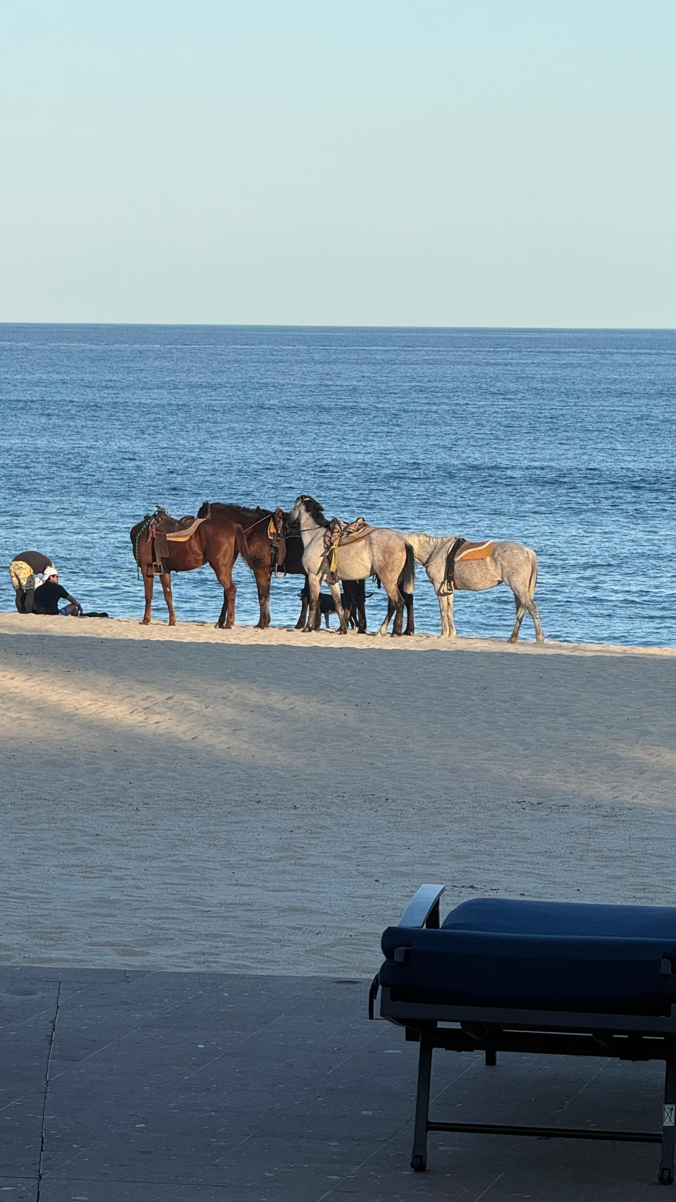 Horses for rent on the beach 