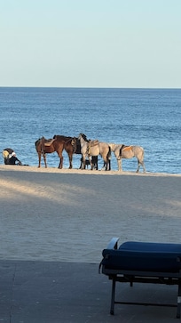 Horses for rent on the beach