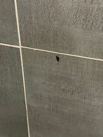 Cockroaches in my shower