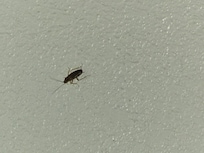 Bugs in the room