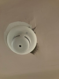 Possible black mold coming from detector