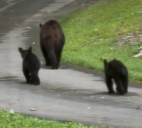 Mama and her twins came by for a quick visit before continuing on down the road. The babies took a moment to play on a tree just beside the house.
