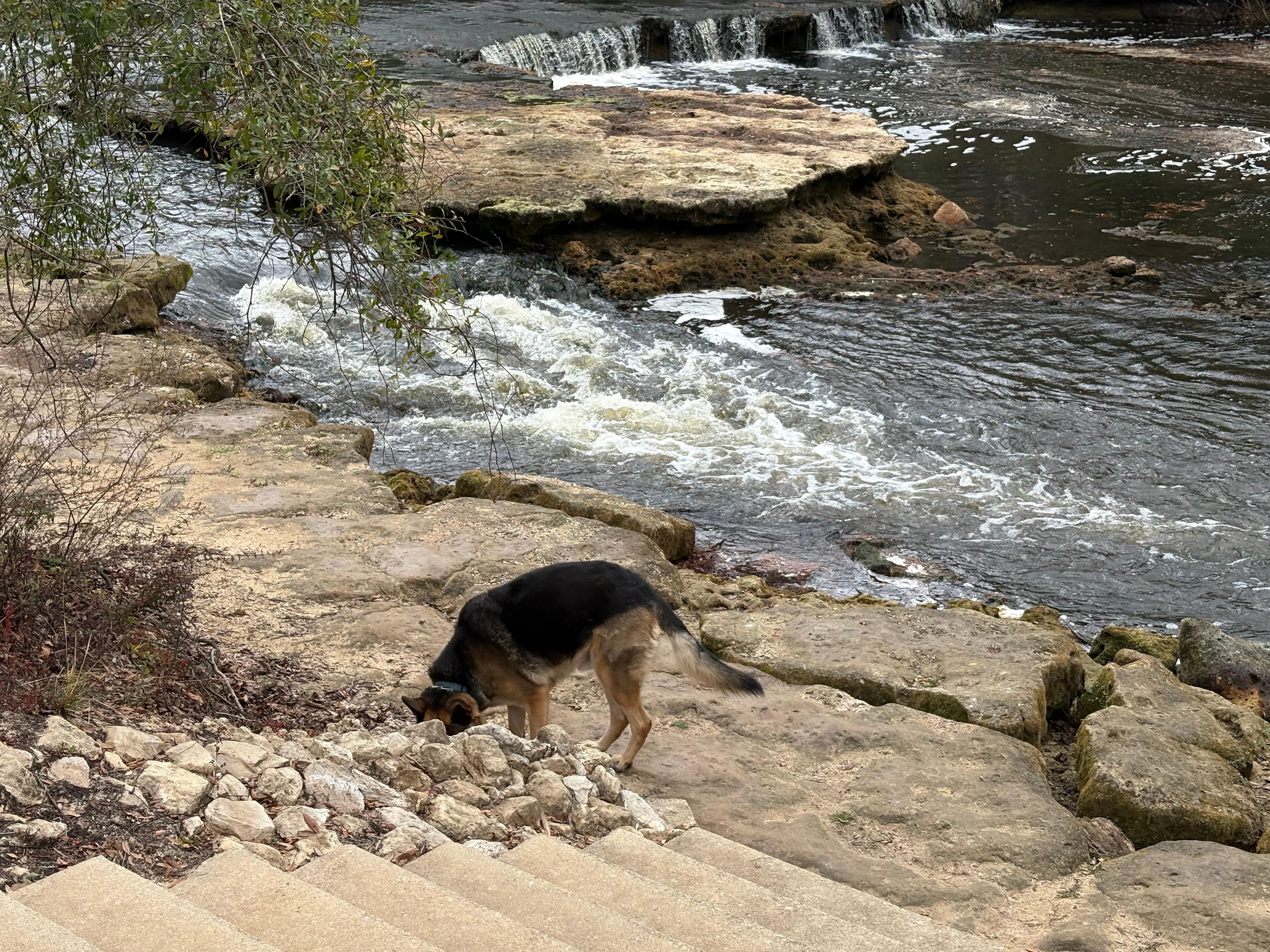 Steinhatchee Falls is a beautiful place for a picnic.  It also has a place to launch kayaks to go all the way down the river to town.