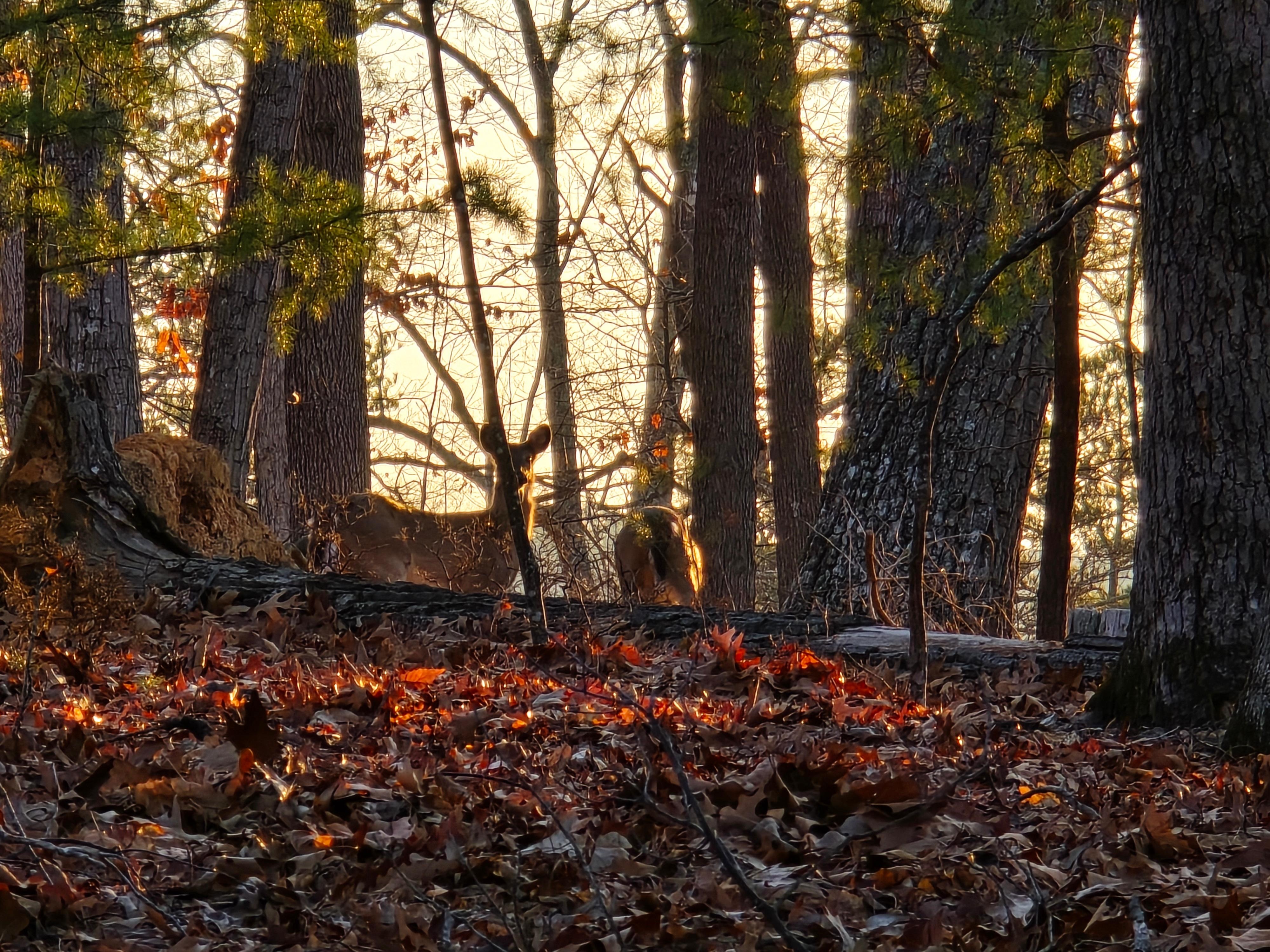 Deer right outside the door