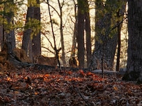 Deer right outside the door