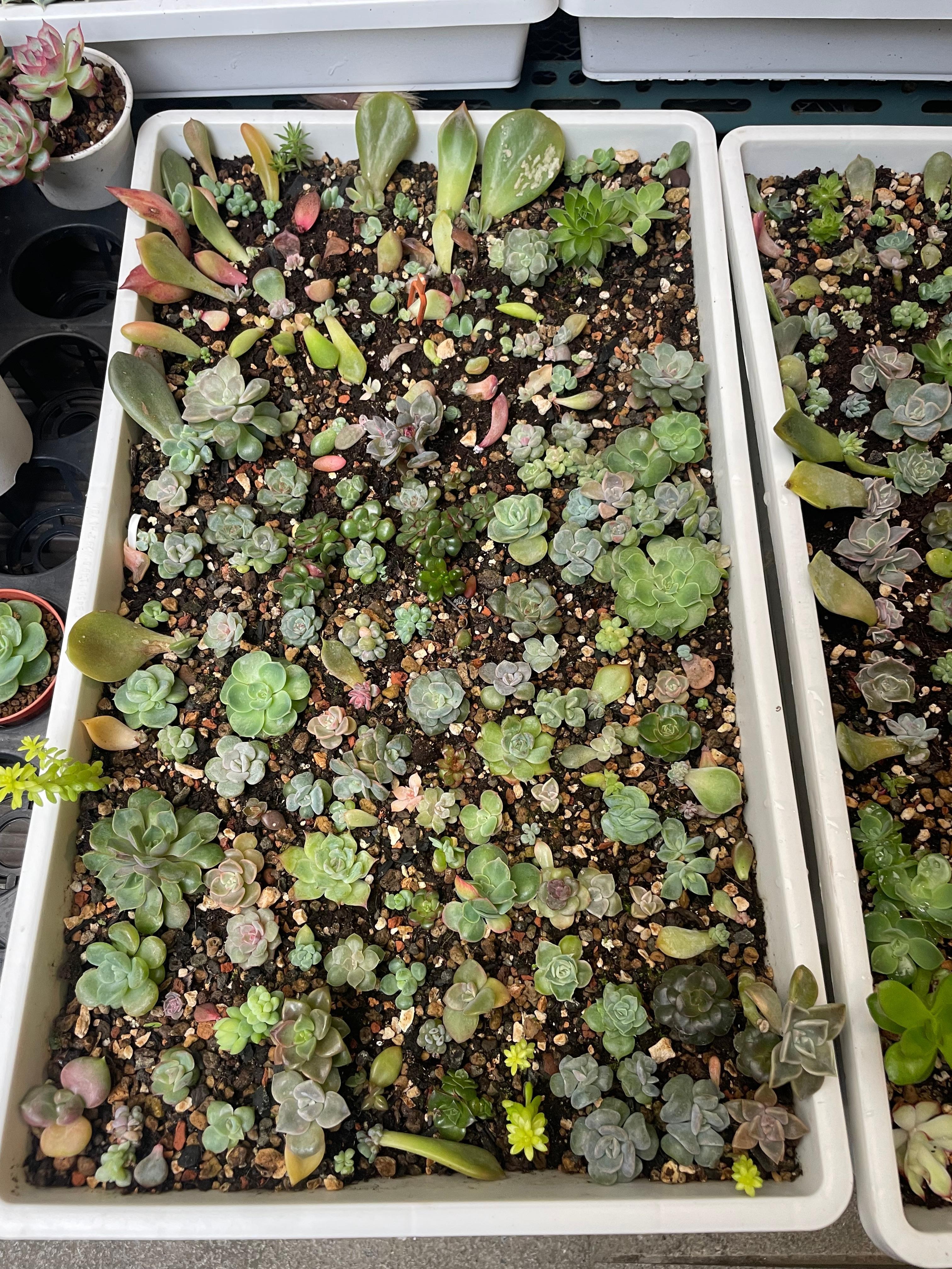 The owner grows succulents and has lots of trays around.