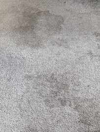 The bedroom carpet
