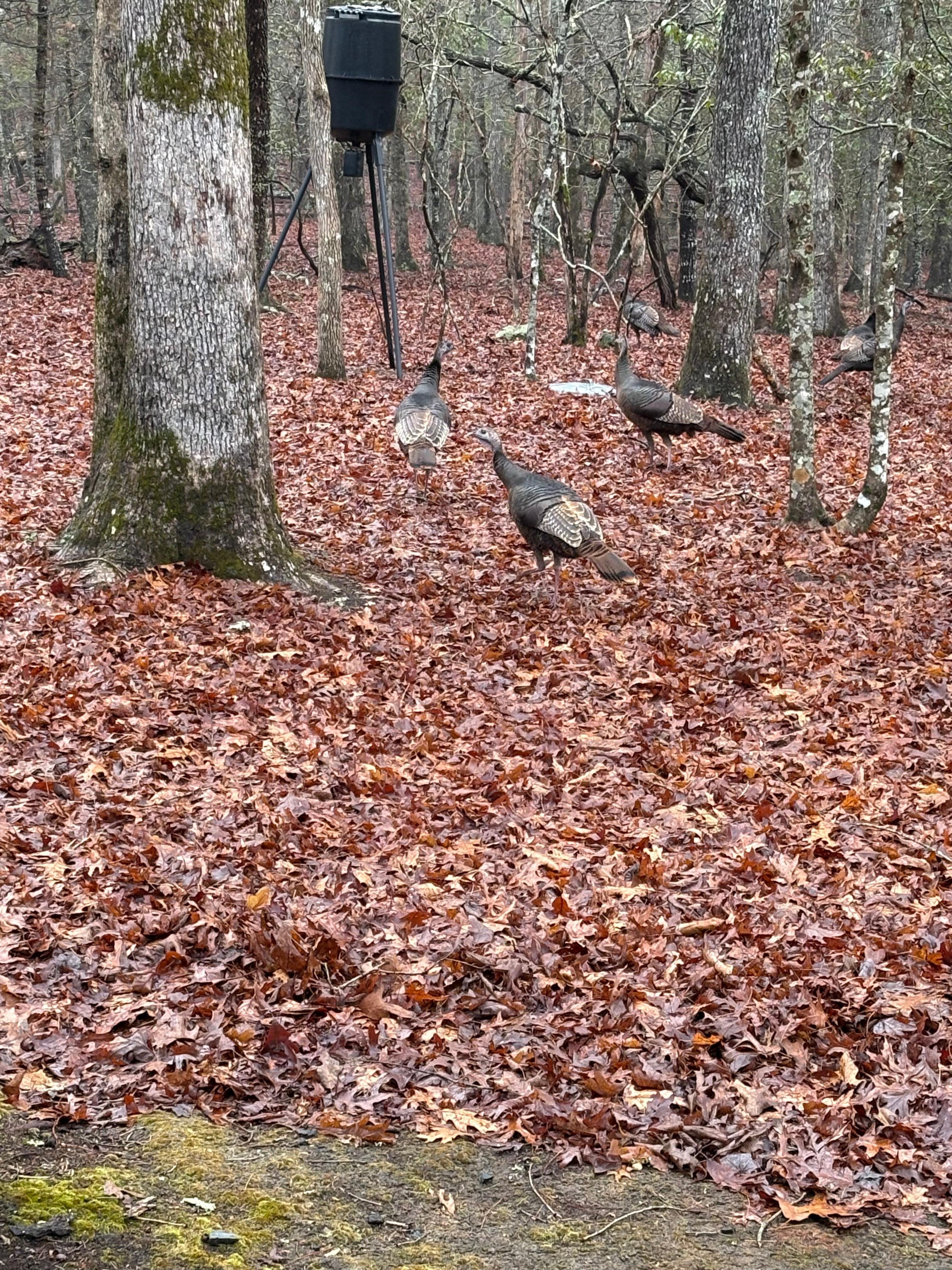 Wild turkeys and tons of deer