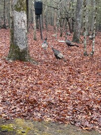 Wild turkeys and tons of deer