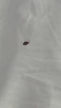 bedbug