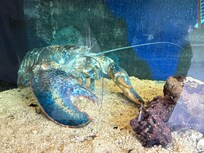 Union Station Aquarium