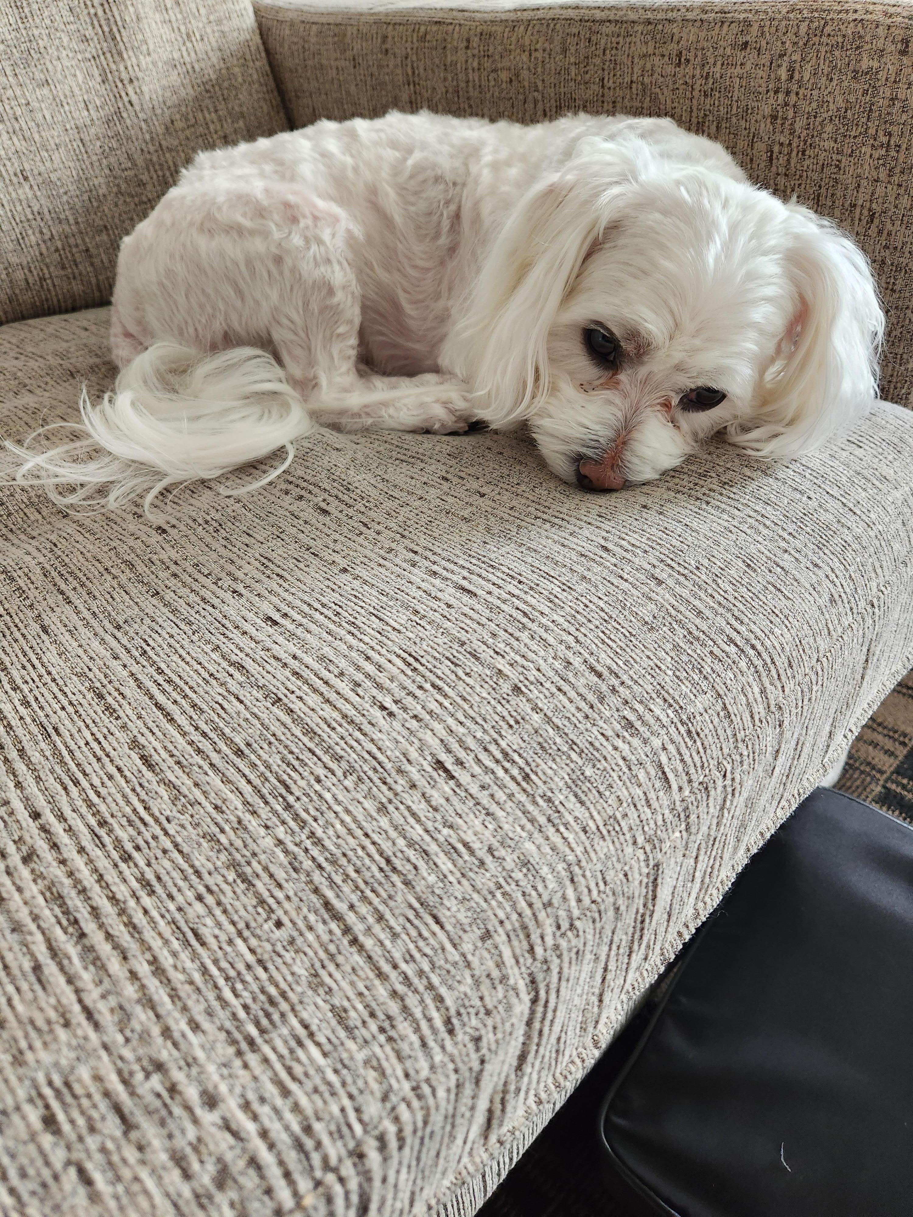 BUBBA TAKING A NAP.