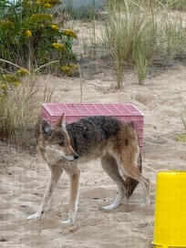 Out the window while dining at The Lobster Pot in Provincetown