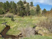 Elk in Estes Park