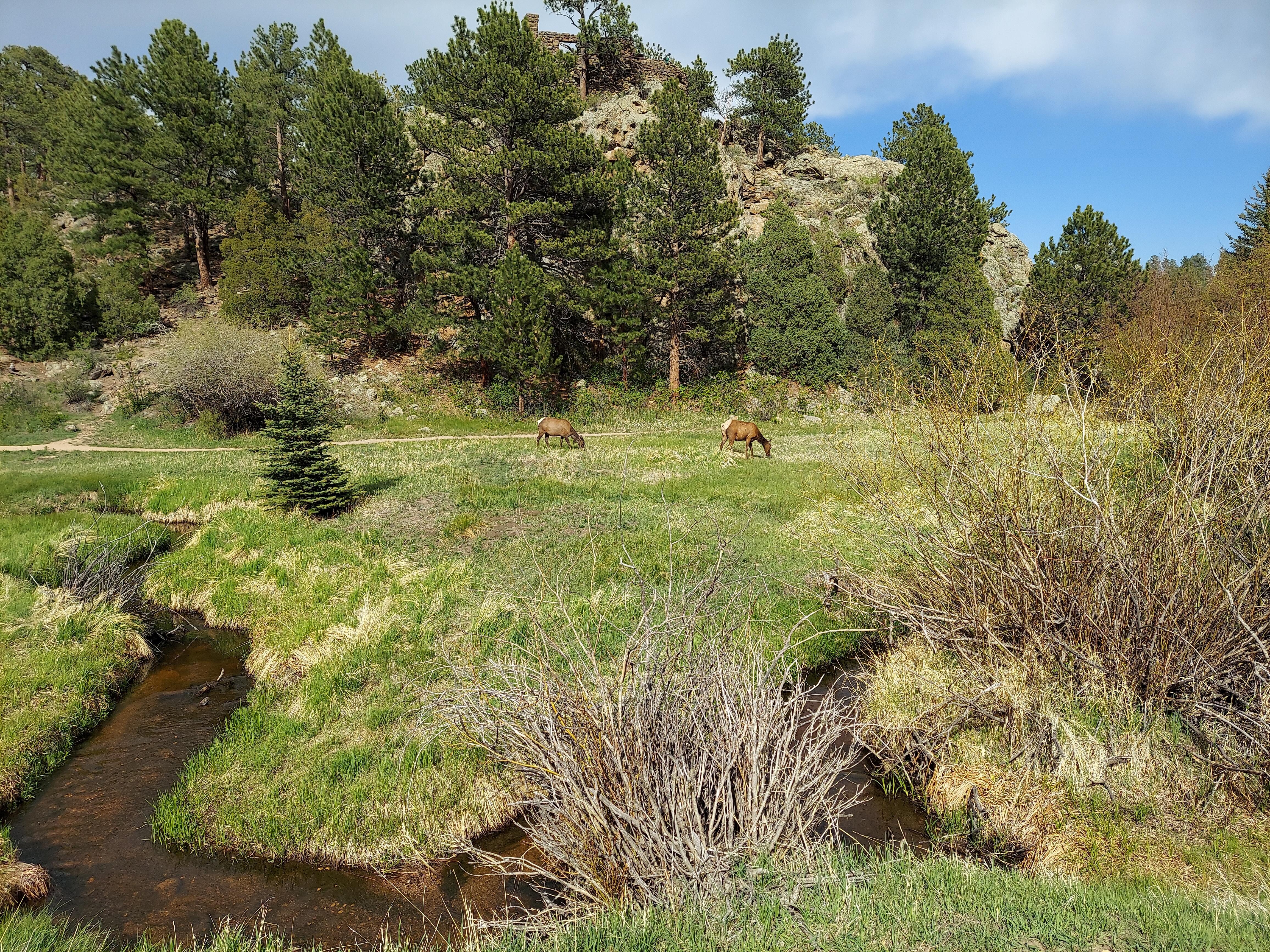 Elk in Estes Park