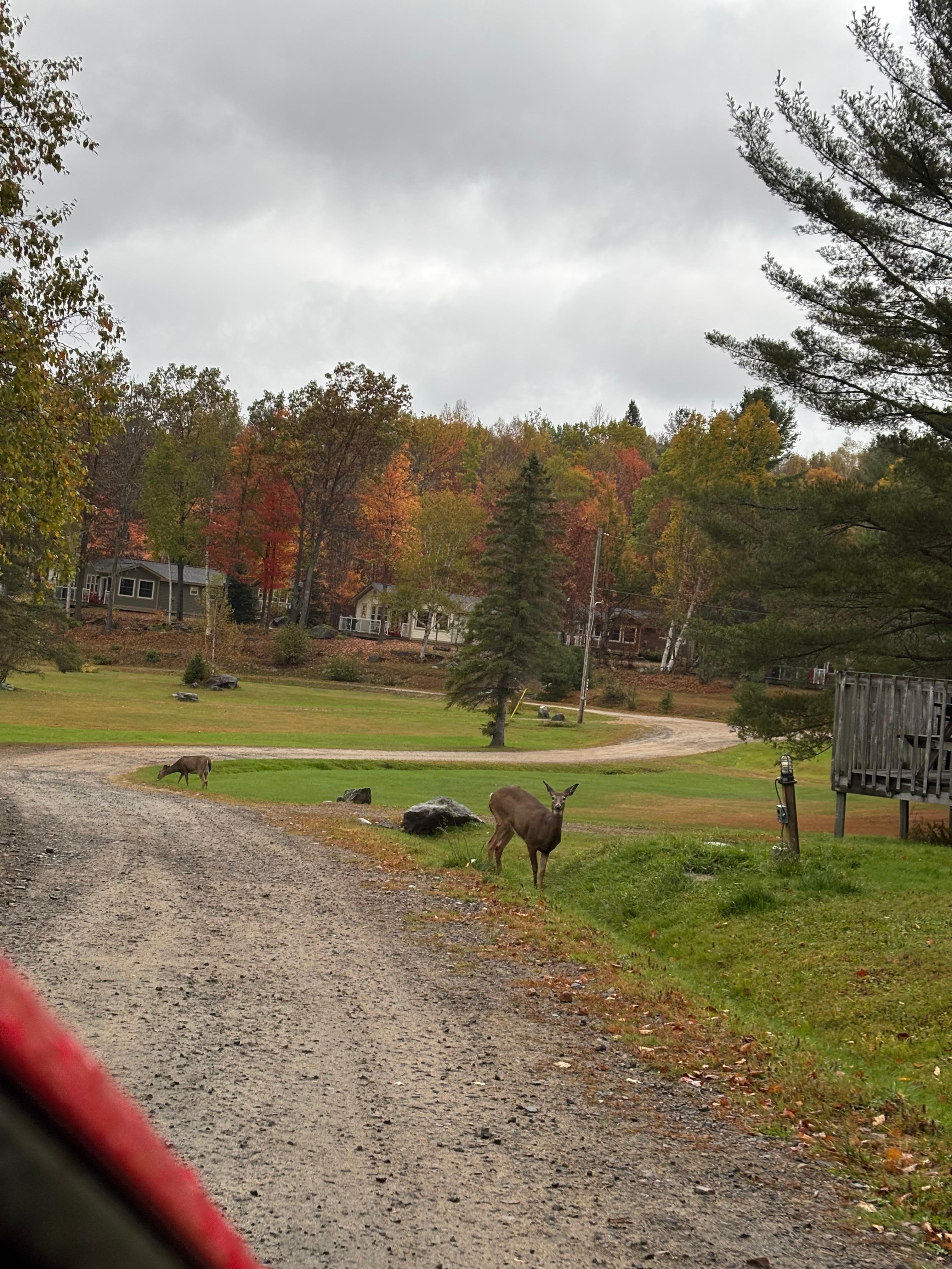Deer seen Around the property 
