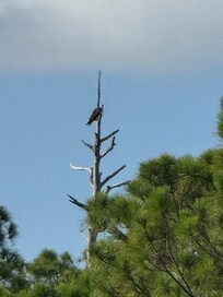 Sat on the front porch and watched an eagle across the street!