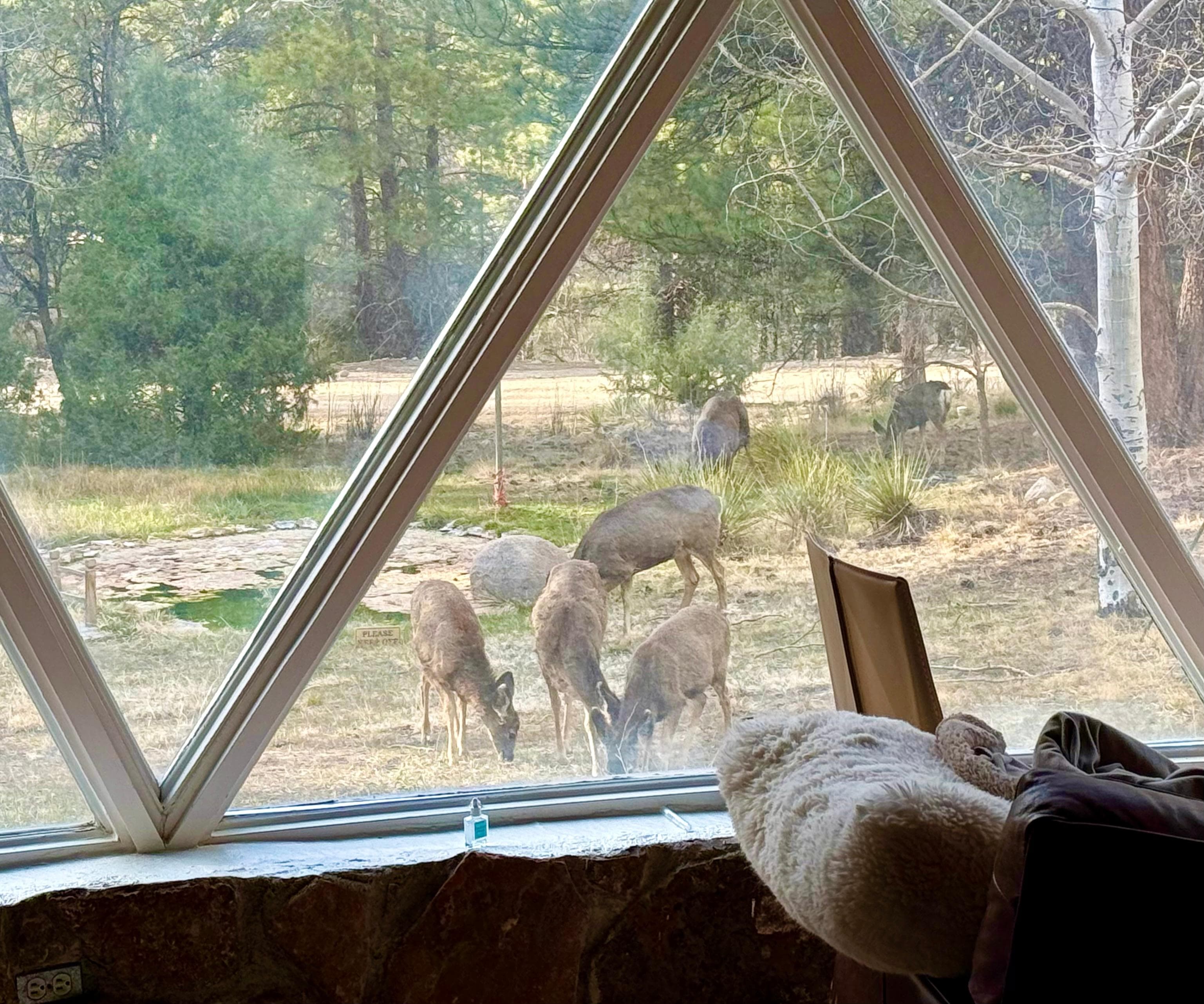 Grab a cup of coffee and watch wildlife right from the couch