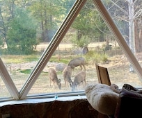 Grab a cup of coffee and watch wildlife right from the couch