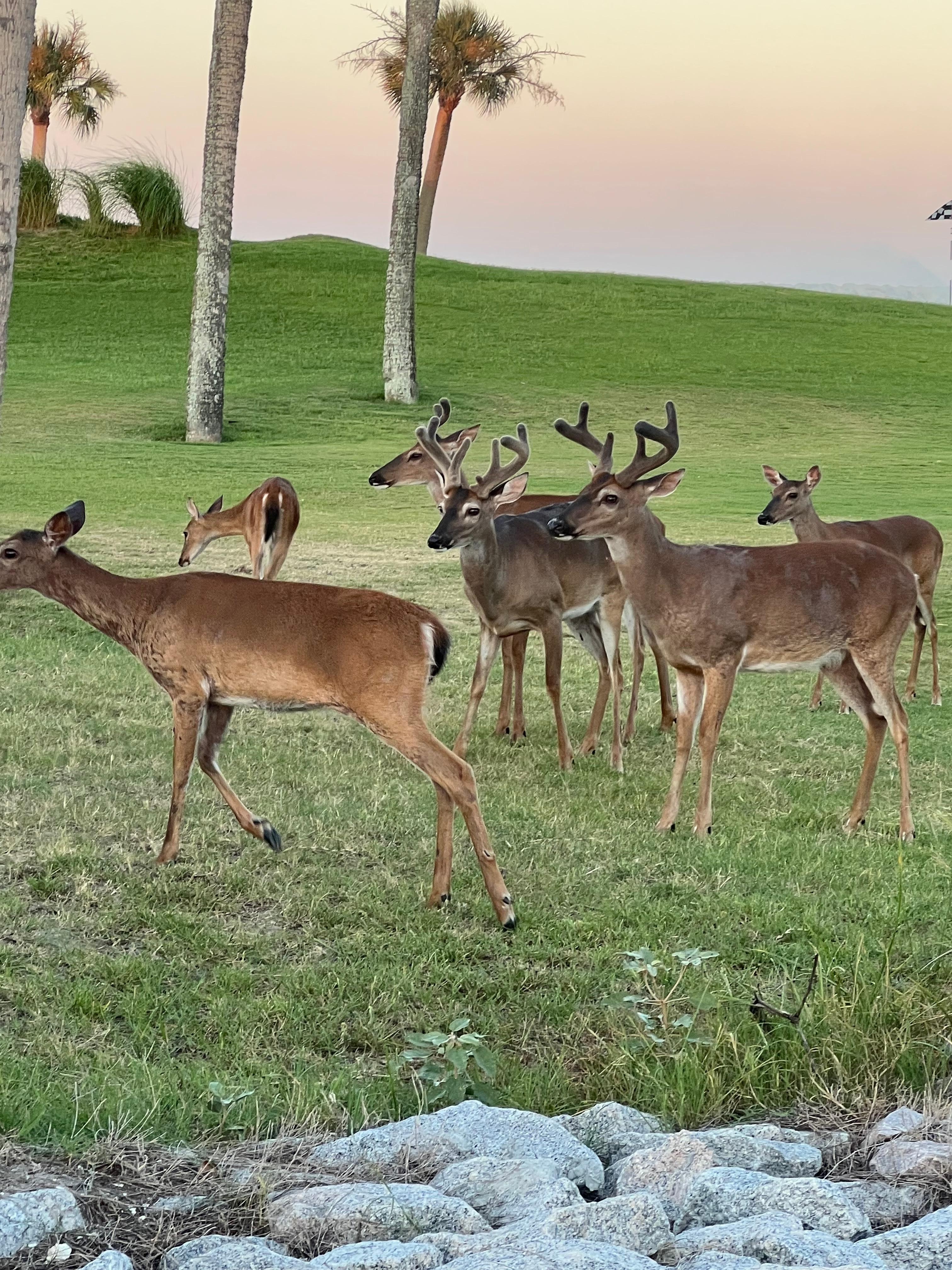 Fripp Island is a Deer Sanctuary -PLEASE don't disturb/feed the the deer.