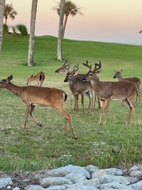 Fripp Island is a Deer Sanctuary -PLEASE don't disturb/feed the the deer.