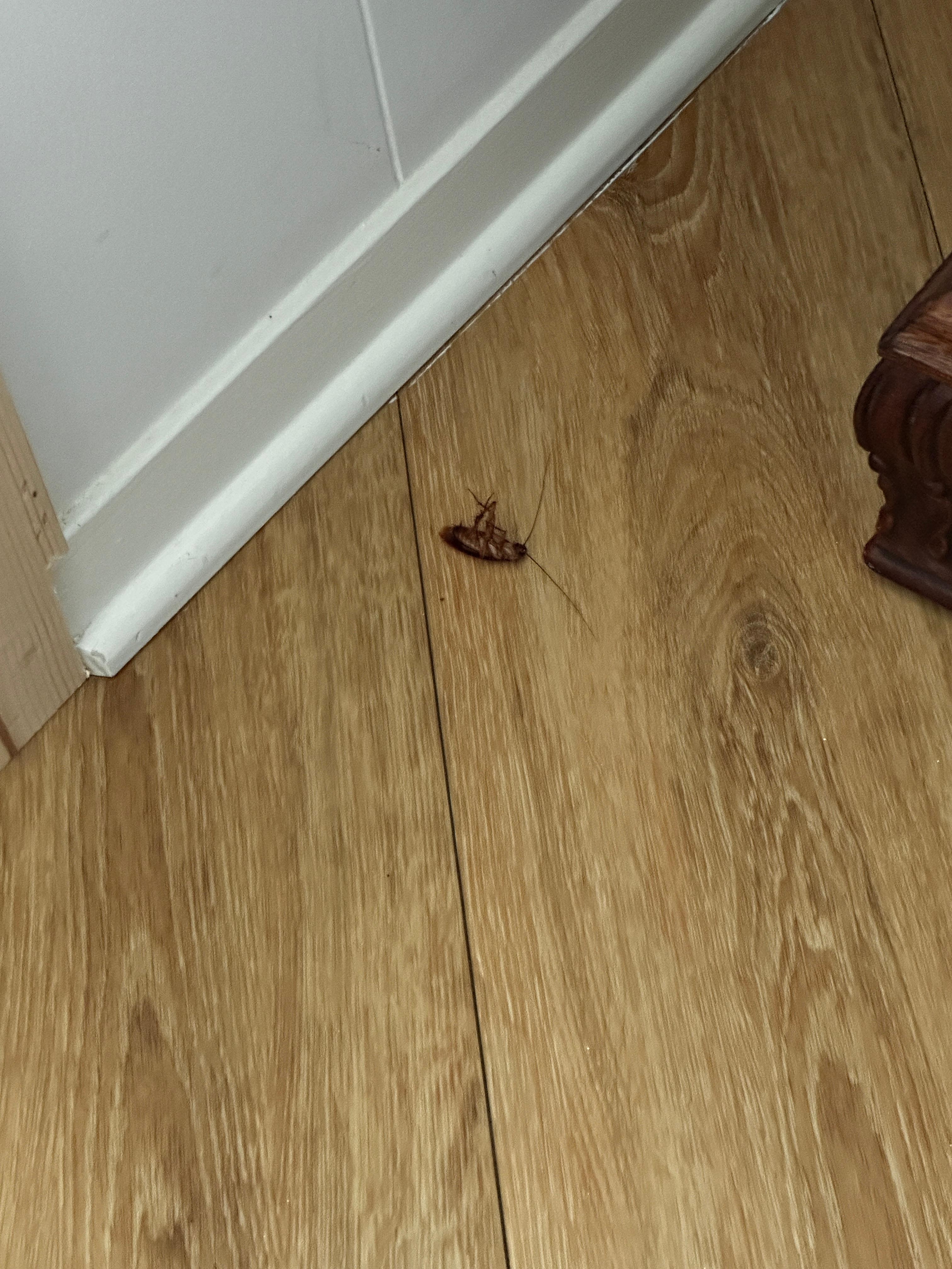 Roaches in family room