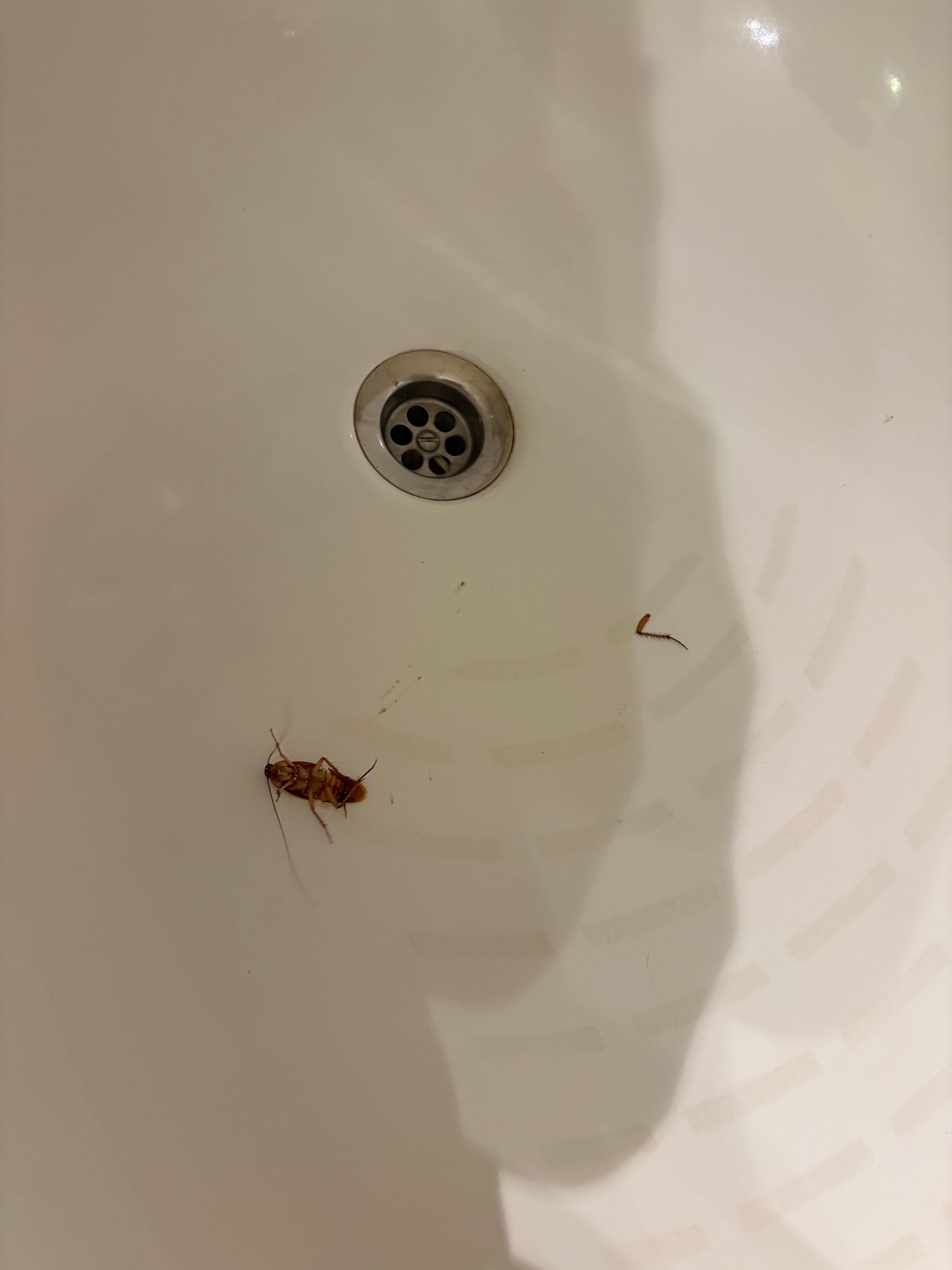 Cockroach in bathroom 