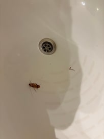 Cockroach in bathroom