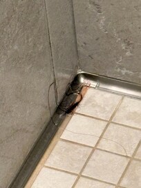 Giant hair ball in the shower