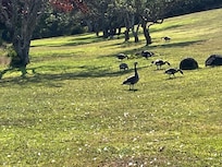 Geese