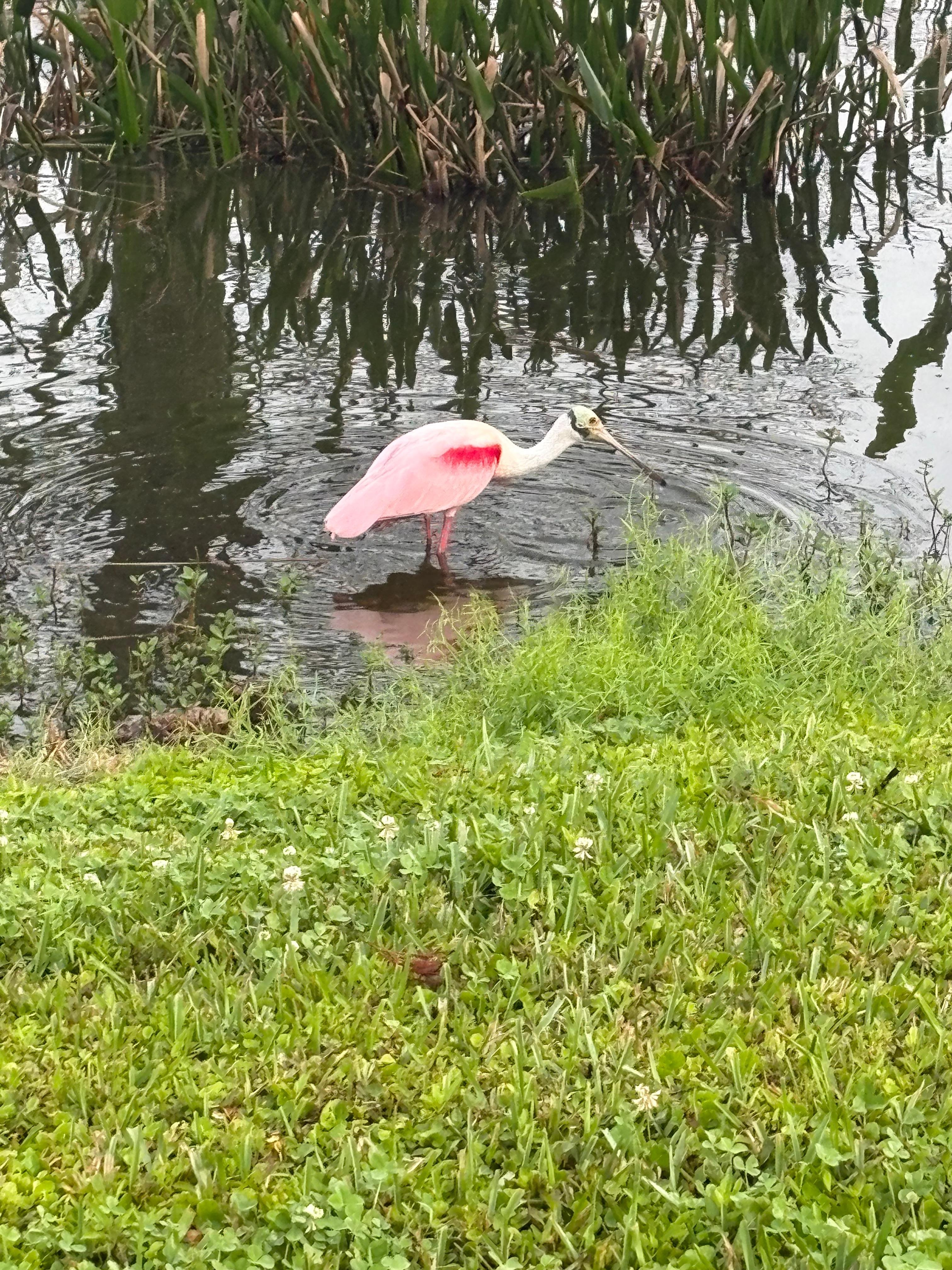 Such a cute lake nearby to walk around. 