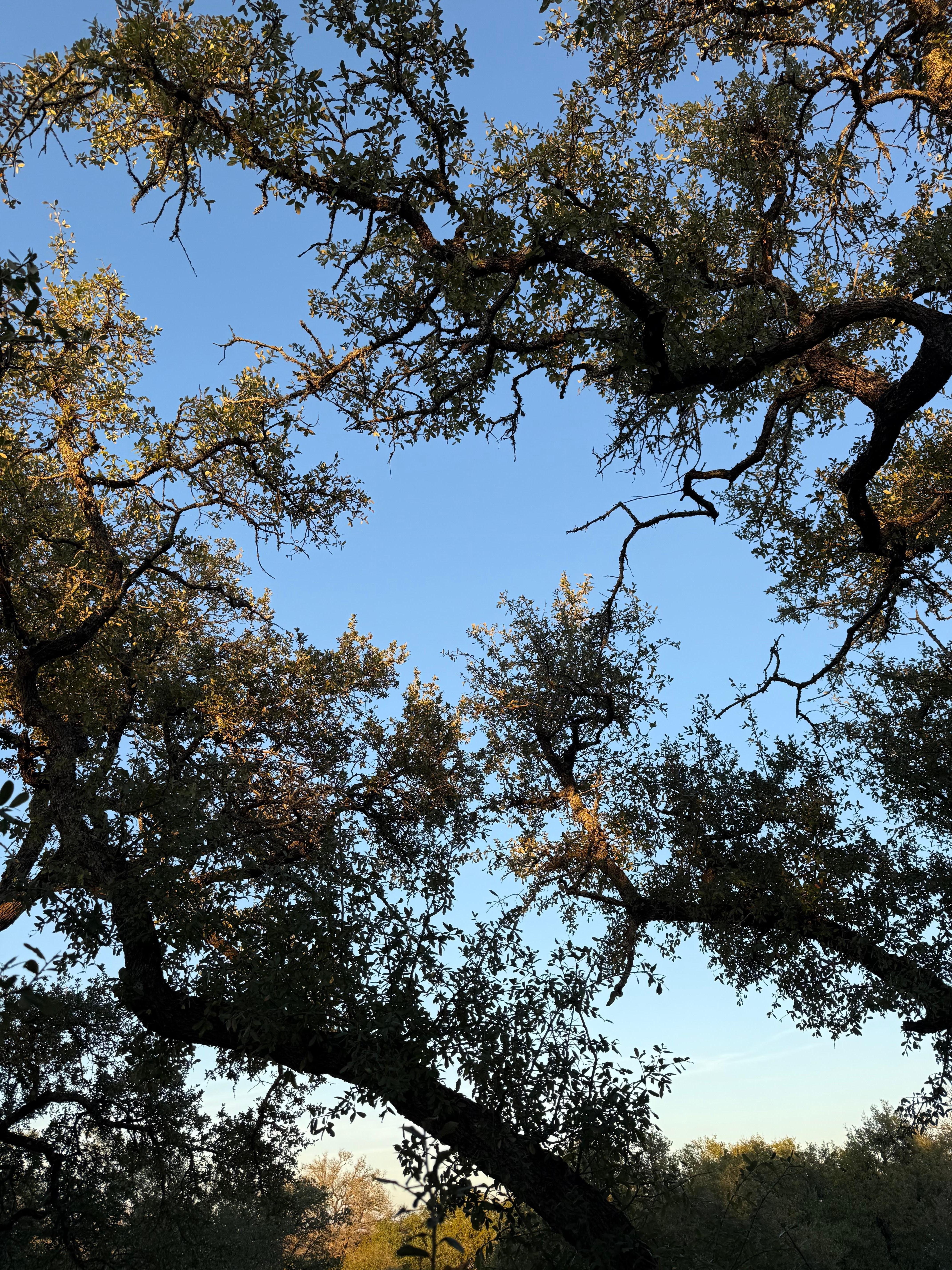 The view
The trees
The quiet!