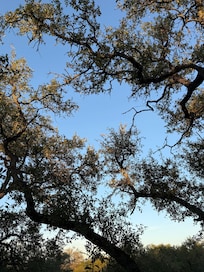 The view
The trees
The quiet!