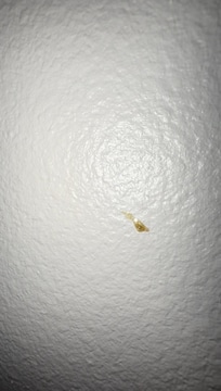 On the wall in the bottom bunk.